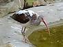 ibis